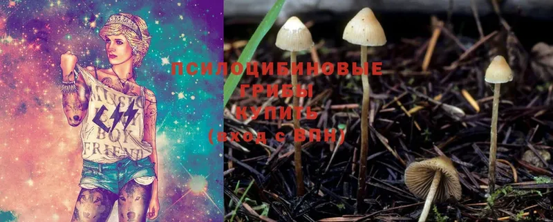 Галлюциногенные грибы Psilocybe  Гурьевск 